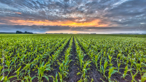 Corn field under setting sun