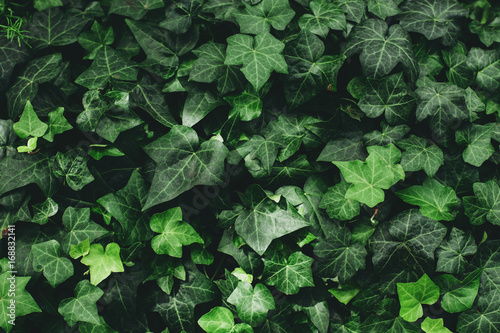 Closeup macro of hedera helix English ivy green leaves, toned with retro vintage filters. Textured natural green background. View from top above.