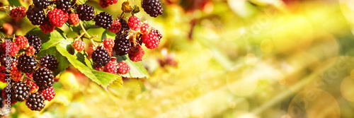 Blackberries, Late Summer Background