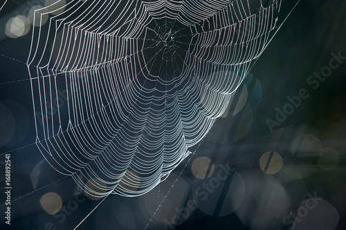 Spider's web on dark background