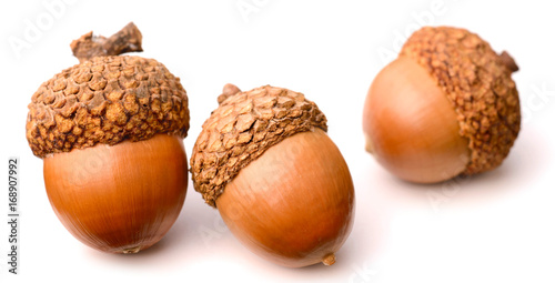 acorns isolated on white background