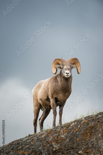 Bighorn