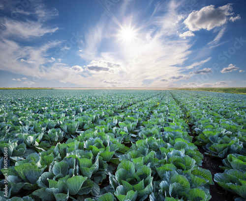 Rows of ripe cabbage under a blue sunny sky