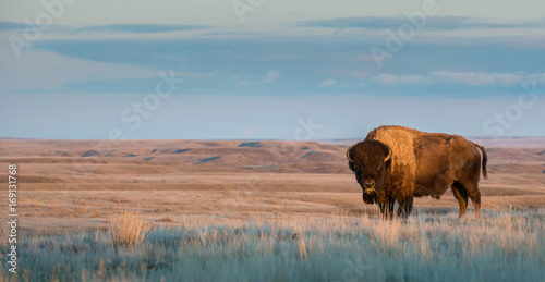 Bison