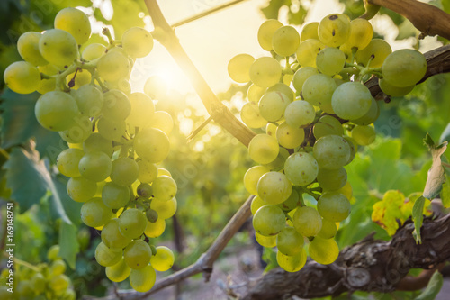 Silvaner reift in der Sonne am Süßen See