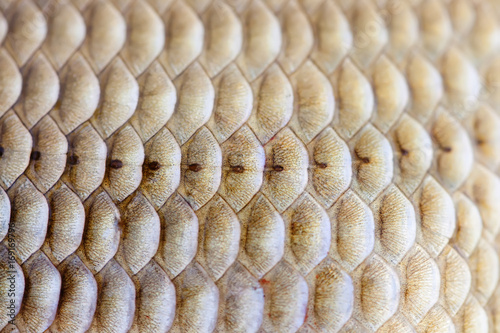 Fish scales skin texture macro view. Geometric pattern photo Crucian carp Carassius scaly with Lateral line. Selective focus, shallow depth field.