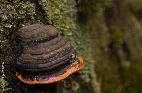 chaga mushroom on the tree