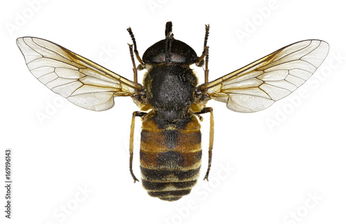 Green-eyed Horse Fly Philipomyia on white Background - Philipomyia graeca (Fabricius, 1794)