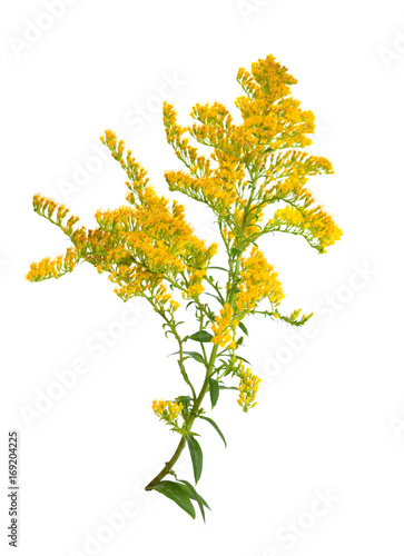 Solidago, commonly called goldenrods. Isolated.