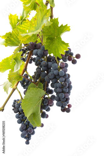 red grapes on a branch with leaves isolated on a white background