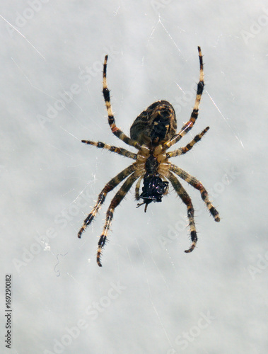 spider eating bug