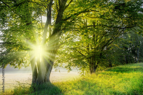 Through a tree the rising sun shines