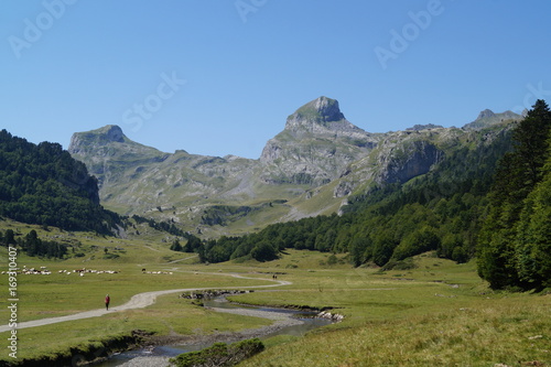 Pyrénées, lac, vaches, animaux, pics, montagne, Ossau, Gabas