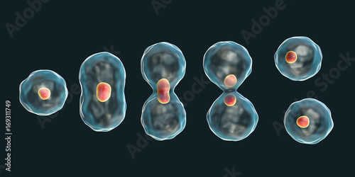 Division of a cell, mitosis concept, 3D illustration