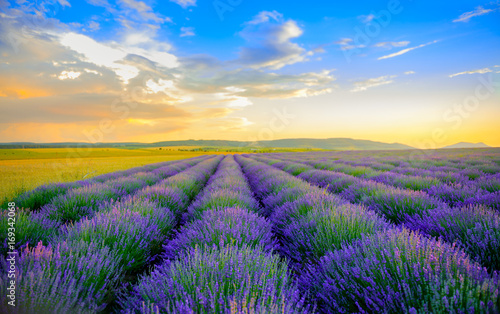 field of the blossoming lavender on a sunset, on the horizon the field is bordered by hills, bright saturated flowers