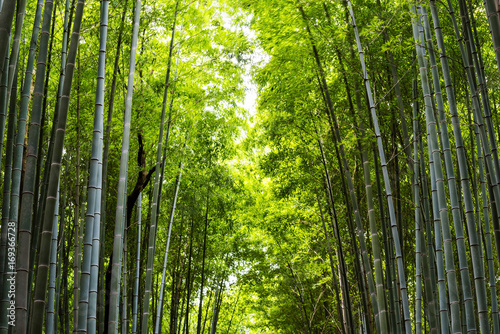 bamboo forest for nature background