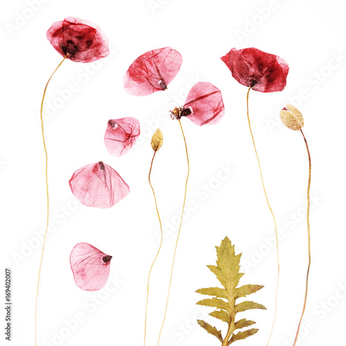 Pressed and dried poppies flower background