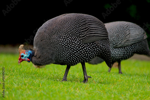 guinea fowl