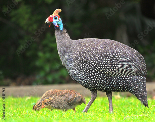 guinea fowl