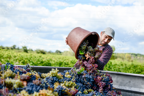 handsome young man winemaker in his vineyard during wine harvest emptying a grape bucket in tractor trailer