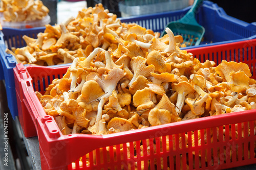 Chanterelle mushrooms, a wild mushroom on sale in farmer market