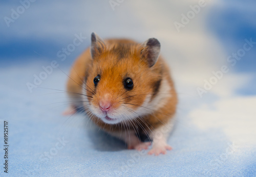 Cute tiny Syrian hamster on a bright blue background