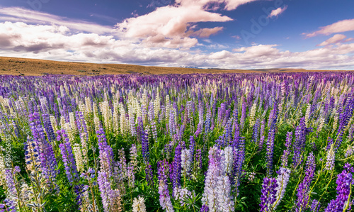 Lupine field, New Zealand