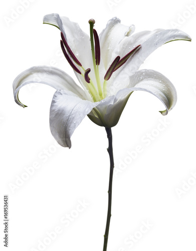 single white lily flower against white background