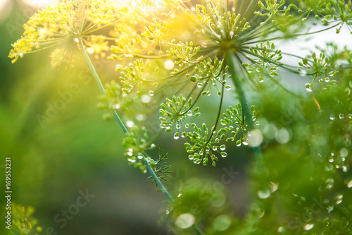 green umbrella of fennel