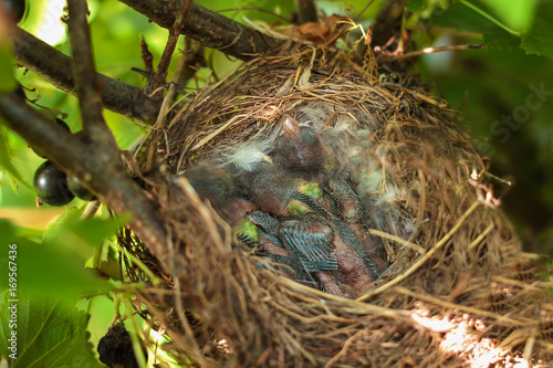 Three chicks in a nest in a tree on the side of a cliff.