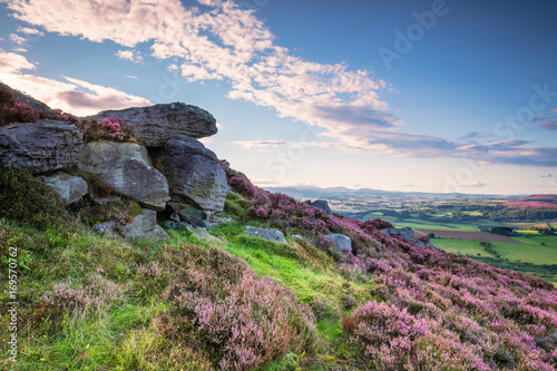 Crags and Heather on Simonside Hills, popular with walkers and hikers they are covered with heather in summer, and are part of Northumberland National Park, overlooking the Cheviot Hills