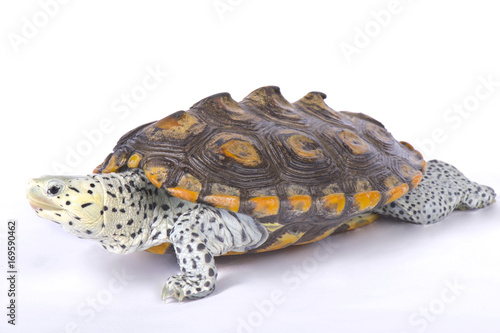 Carolina diamondback terrapin, Malaclemys terrapin centrata