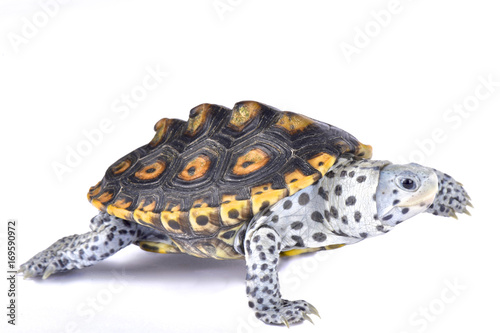 Ornate diamondback terrapin, Malaclemys terrapin macrospilota