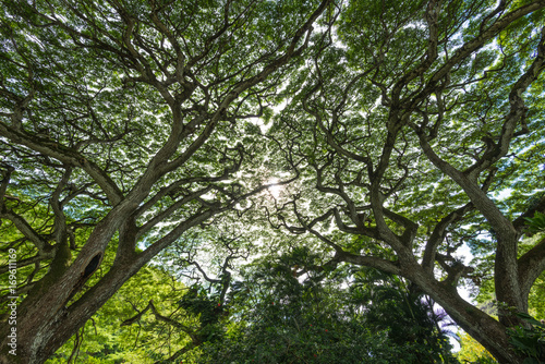 Huge Trees on O'ahu, Hawaii