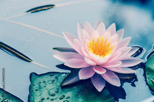 waterlily blooming in the pond,beautiful natural plant
