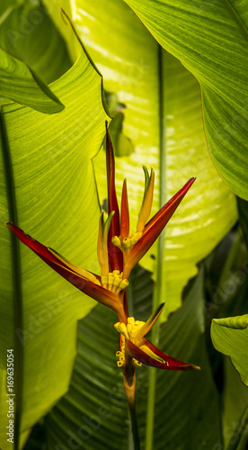 Heliconia on green 