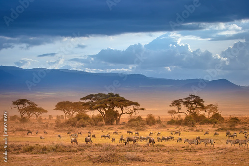 African Savannah. The foot of Mount Kilimanjaro. African animals.