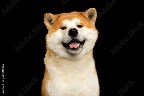 Funny Portrait of Akita inu Japanese breed of Dog, Looks Smiling on isolated black background, front view