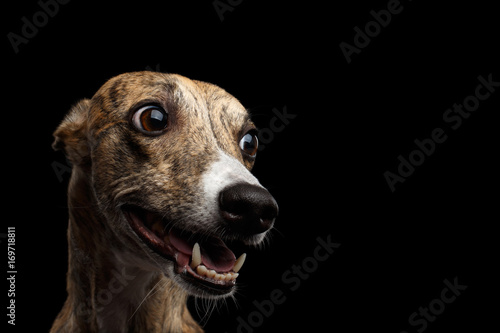 Funny Portrait of Whippet Dog on Isolated Black Background