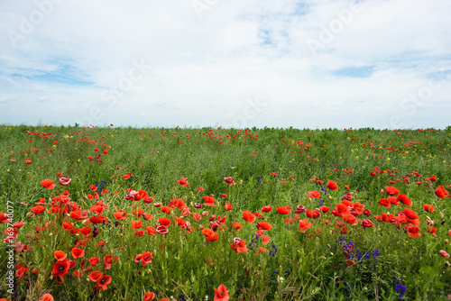 Panoramic photo of red poppy flower with buds in the meadow. Nature composition poppy flowers. 