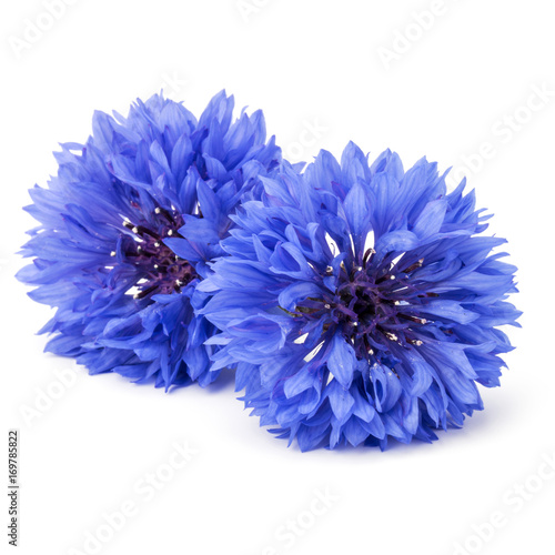 Blue Cornflower Herb or bachelor button flower head isolated on white background cutout