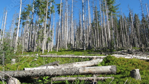 Waldsterben / Klimawandel / Borkenkäfer