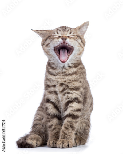 Yawning small grey cat kitten isolated on white background