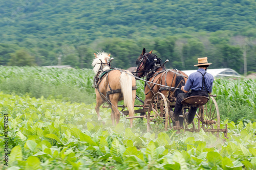 Amish