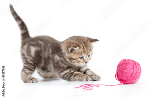 Young cat playing with red clew isolated
