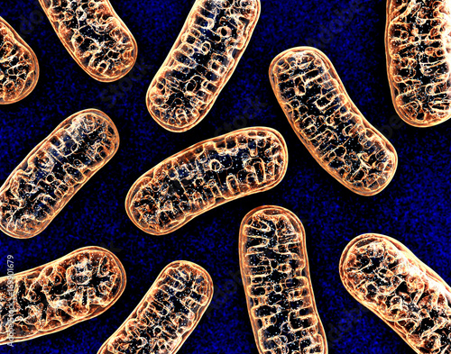 Cellular organelle mitochondria. 3d illustration