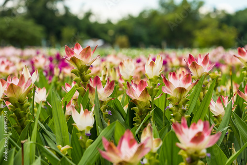 Curcuma is a genus of about 100 accepted species in the family Zingiberaceae that contains such species as turmeric and Siam Tulip.