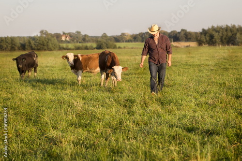 фермер в поле с молодыми бычками