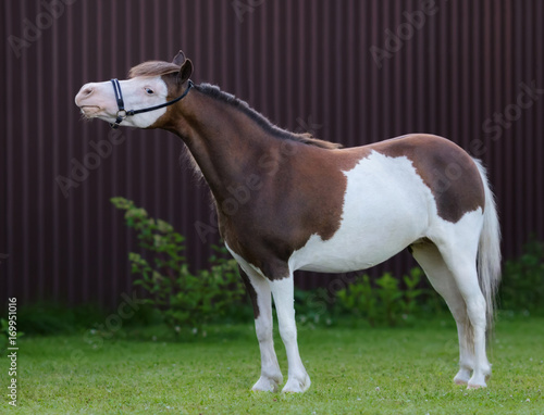 American miniature horse. Pinto mare standing on green grass.