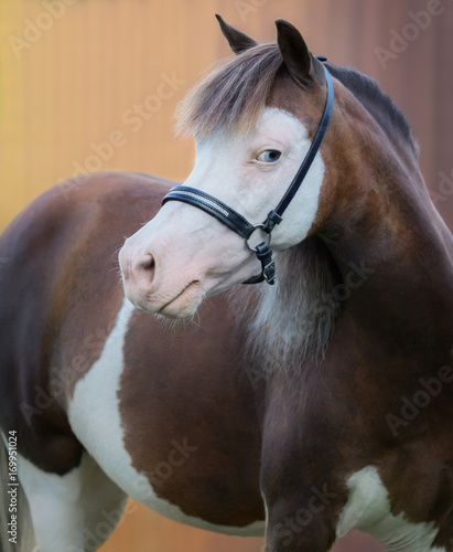 American Miniature Horse. Portrain of pinto mare.